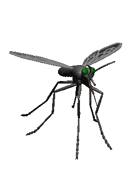 mosquito_hg_clr.gif